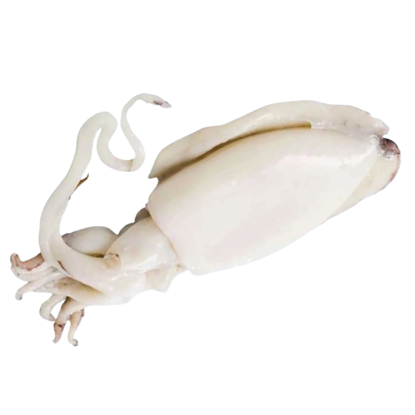 Seppie pulite India congelate