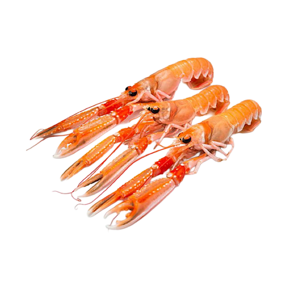 Scampi della Scozia 21/30